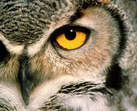 Owl eyeball - Close-up of eagle owl perching outdoors,Yoyogi Park,Japan. Browse Getty Images' premium collection of high-quality, authentic Owl Eye Close Up stock photos, royalty-free images, and pictures. Owl Eye Close Up stock photos are available in a variety of sizes and formats to fit your needs.